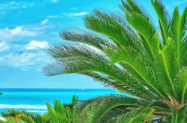Beach scene via Zachary Brown and Unsplash